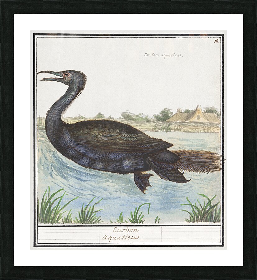 Cormorant in vintage style Picture Frame print