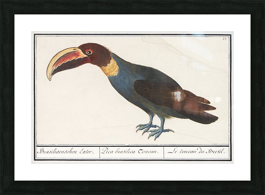 Redshank in vintage style Picture Frame print