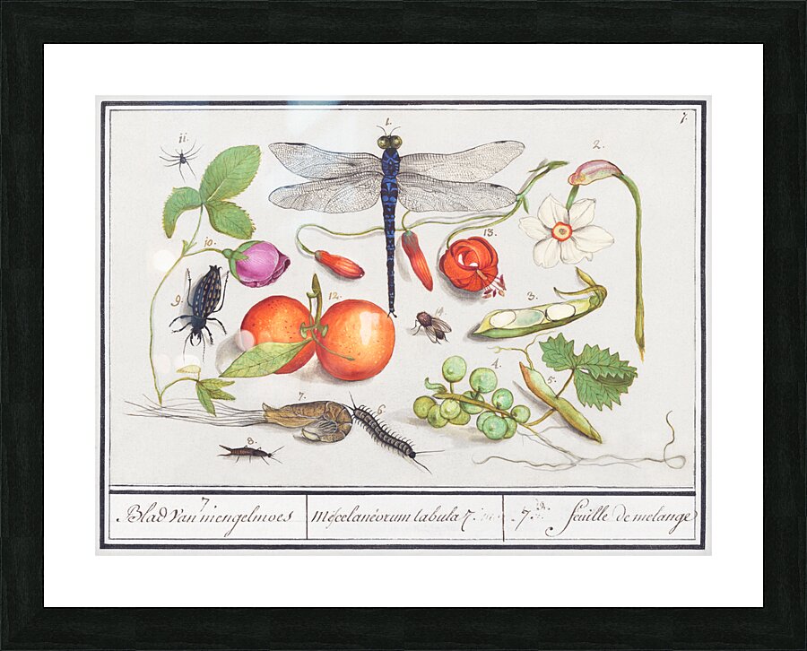 Nature ensemble in vintage style Picture Frame print