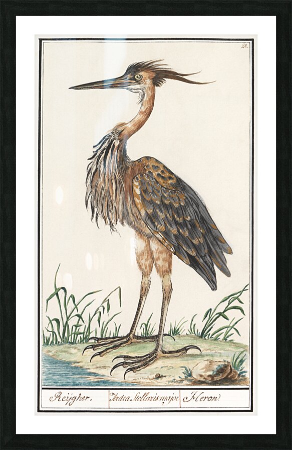 Purple heron in vintage style Picture Frame print