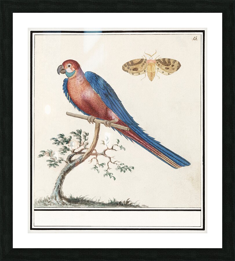 Blue and gold macaw in vintage style Picture Frame print