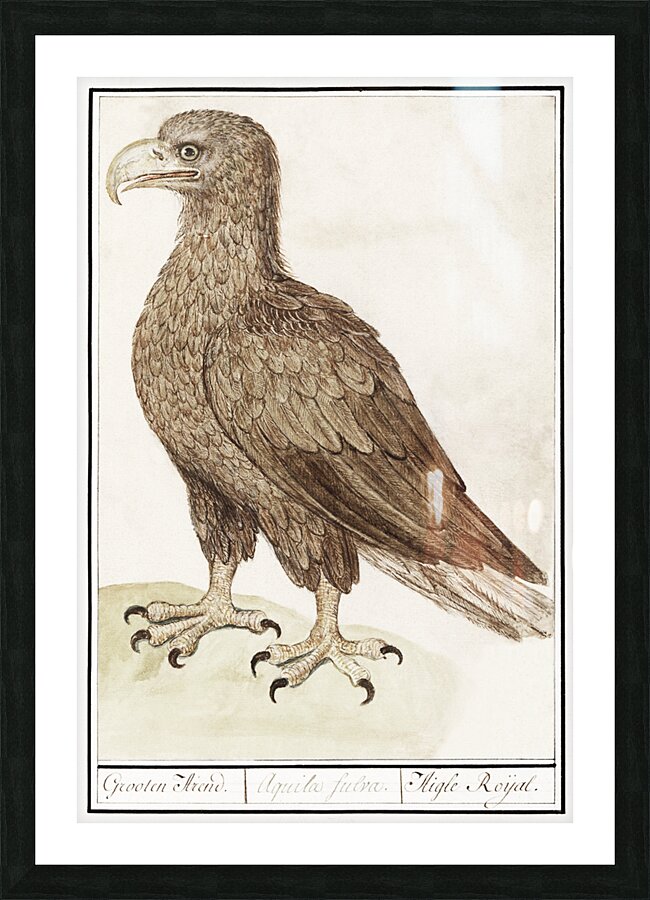White-tailed eagle in vintage style Picture Frame print