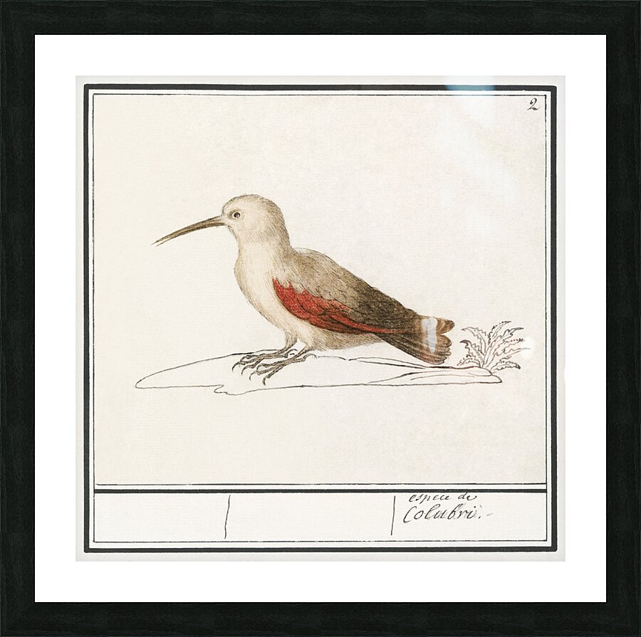 Wallcreeper in vintage style Picture Frame print