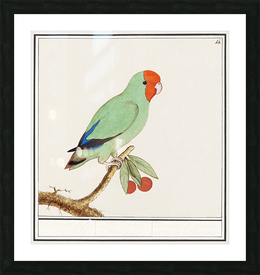 Wallcreeper in vintage style Picture Frame print