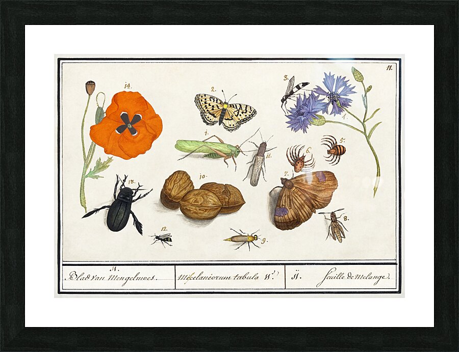 Wallcreeper in vintage style Picture Frame print