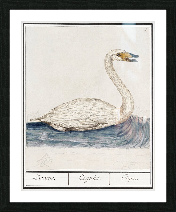 Wild swan in vintage style Picture Frame print