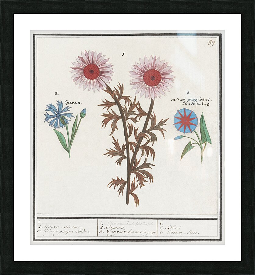 Bachelors button and morning glory Picture Frame print