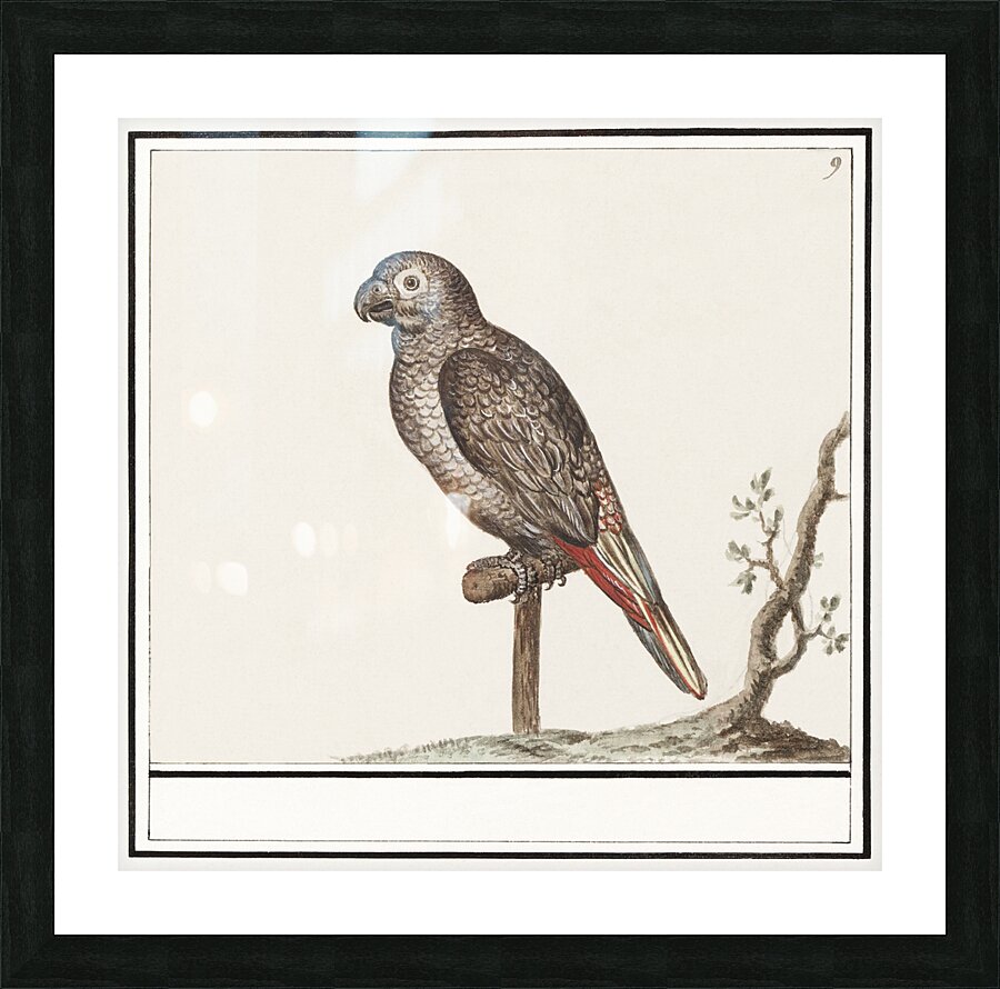 Parrot in vintage style Picture Frame print