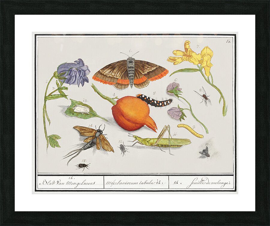 Nature ensemble in vintage style Picture Frame print