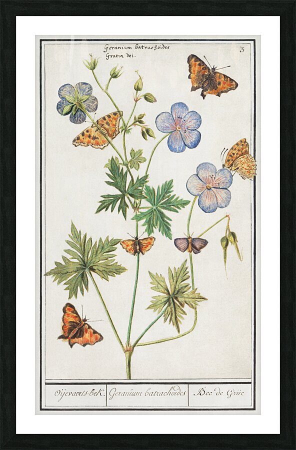 Storksbills and butterflies Picture Frame print