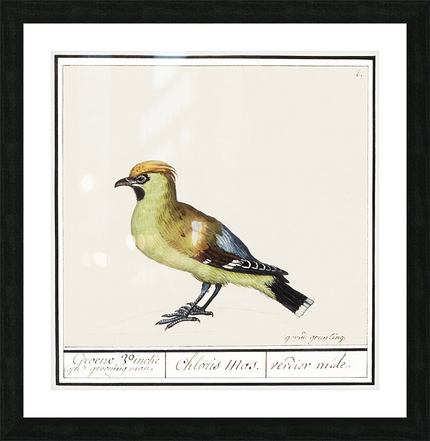 Bohemian waxwing in vintage style Picture Frame print