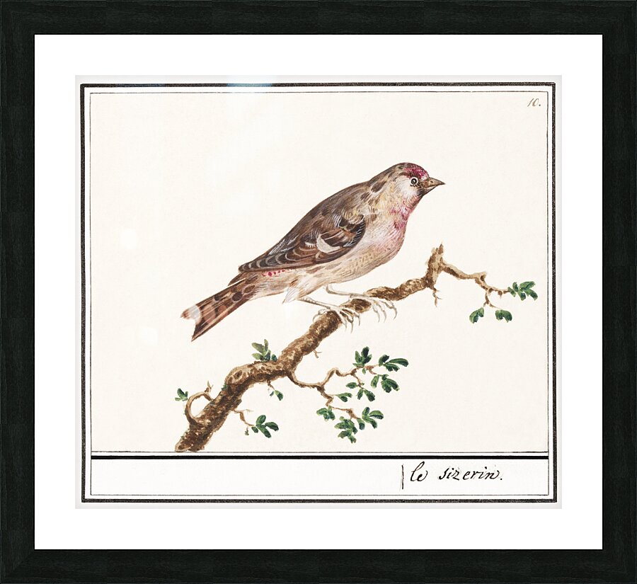 Redpoll in vintage style Picture Frame print