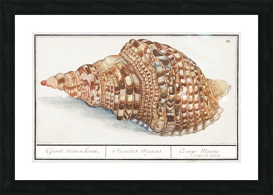 Tritons trumpet in vintage style Picture Frame print