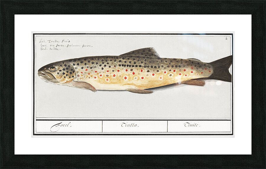 Trout in vintage style Picture Frame print