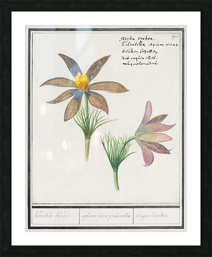 Pasque flower in vintage style Picture Frame print