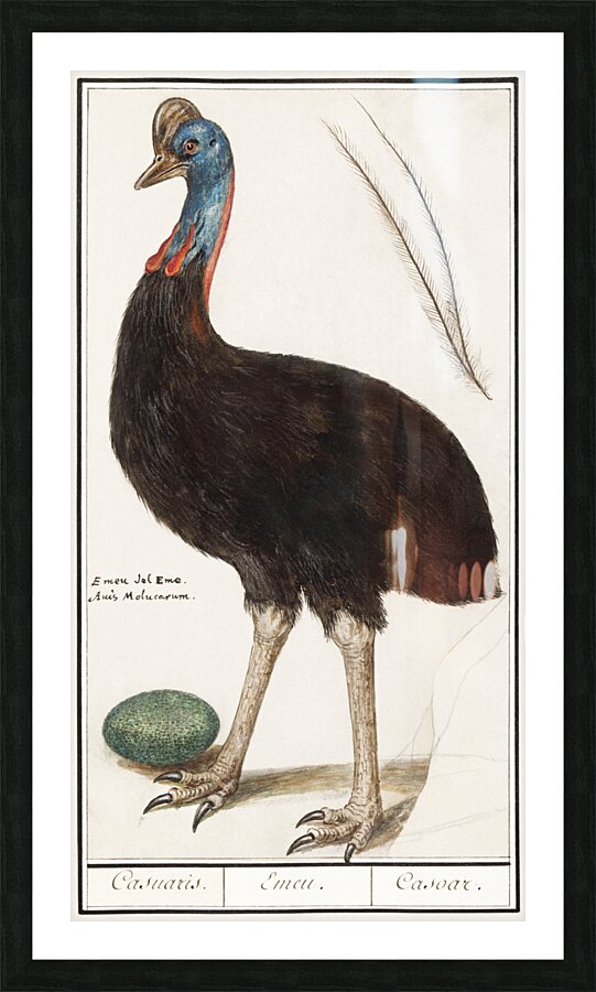 Cassowary vintage style Picture Frame print