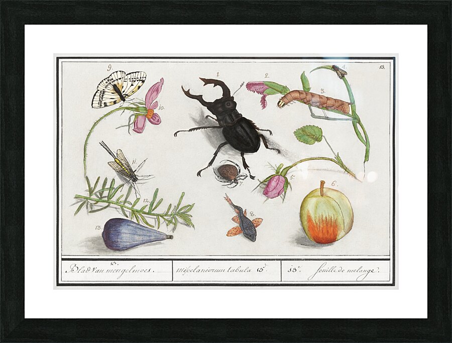 Nature ensemble in vintage style Picture Frame print