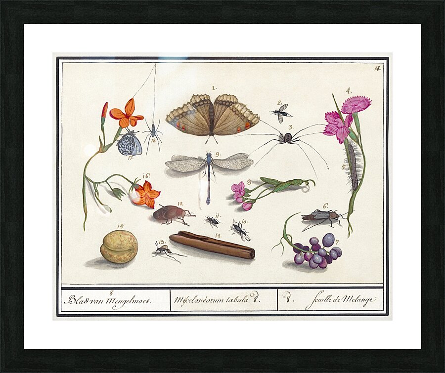 Nature ensemble in vintage style Impression et Cadre photo