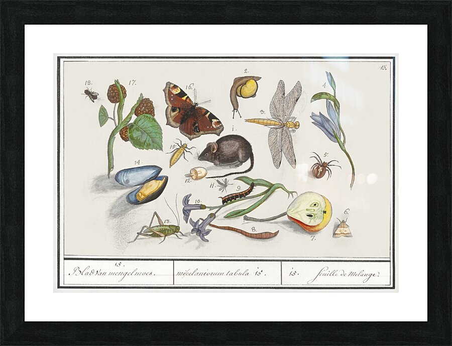 Nature ensemble in vintage style Picture Frame print