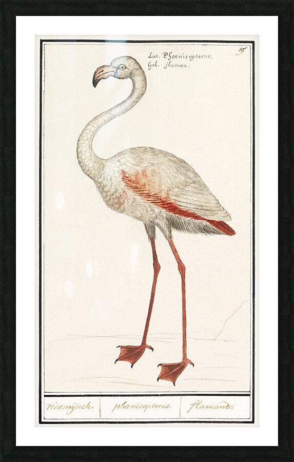 Flamingo in vintage style Picture Frame print