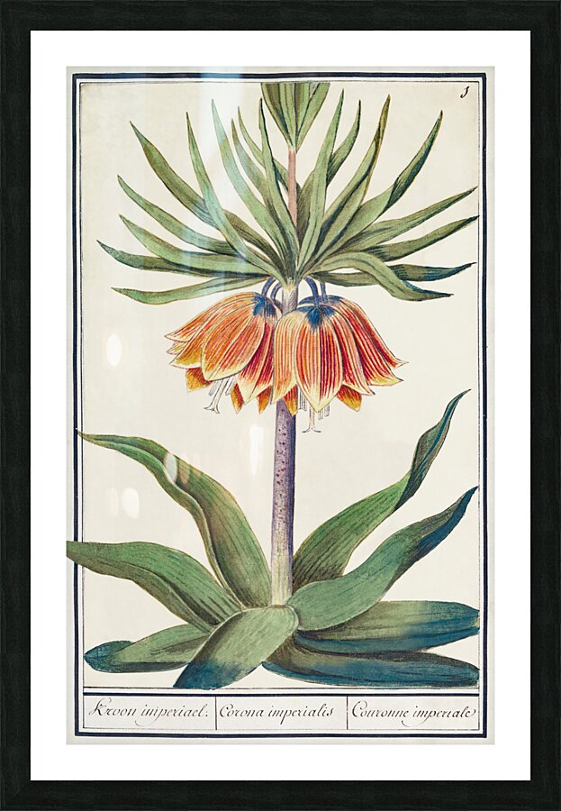 Kaisers crown in vintage style Picture Frame print