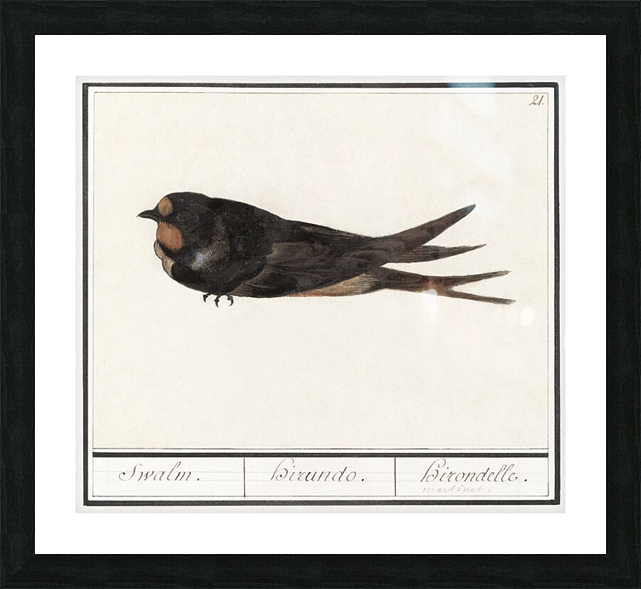 Barn swallow in vintage style Picture Frame print