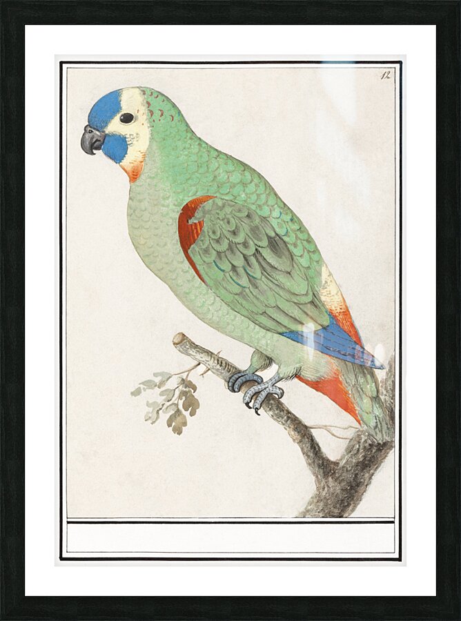 Turquoise-fronted amazon in vintage style Picture Frame print