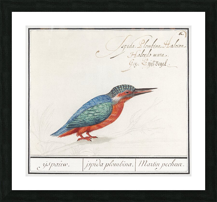 Kingfisher in vintage style Picture Frame print