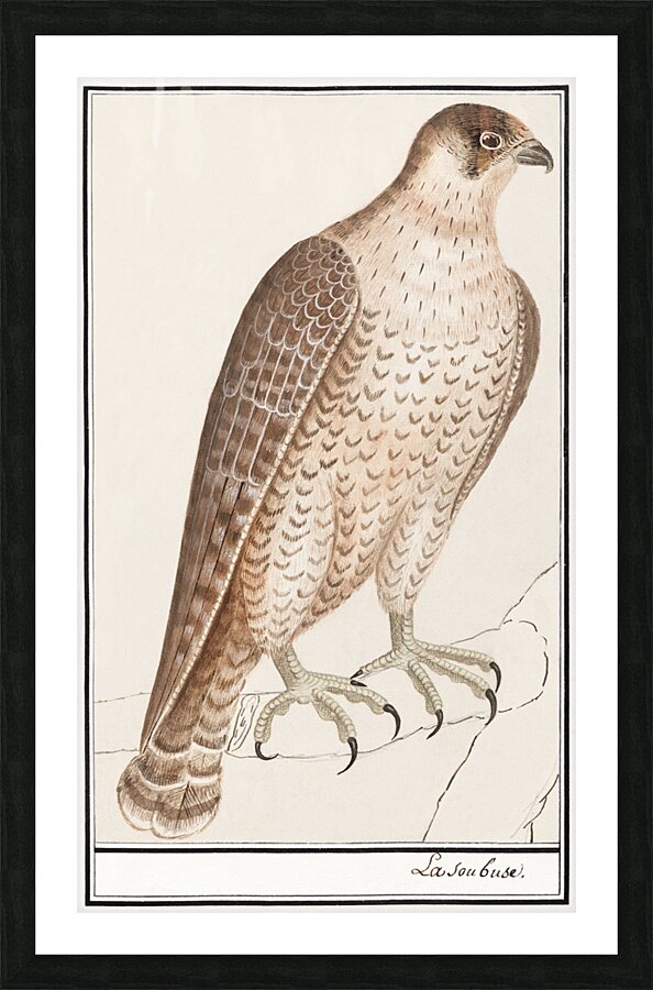 Saker falcon in vintage style Picture Frame print