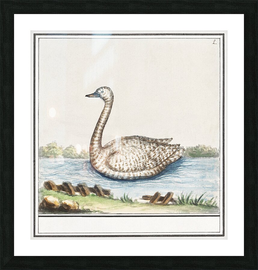 Swan in vintage style Picture Frame print