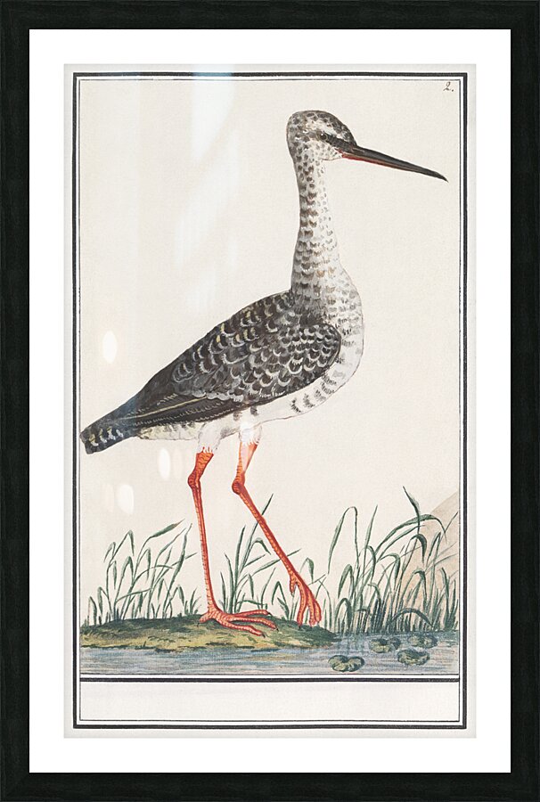 Redshank in vintage style Picture Frame print