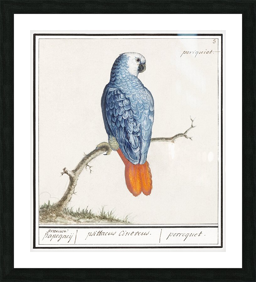 Grey parrot in vintage style Picture Frame print
