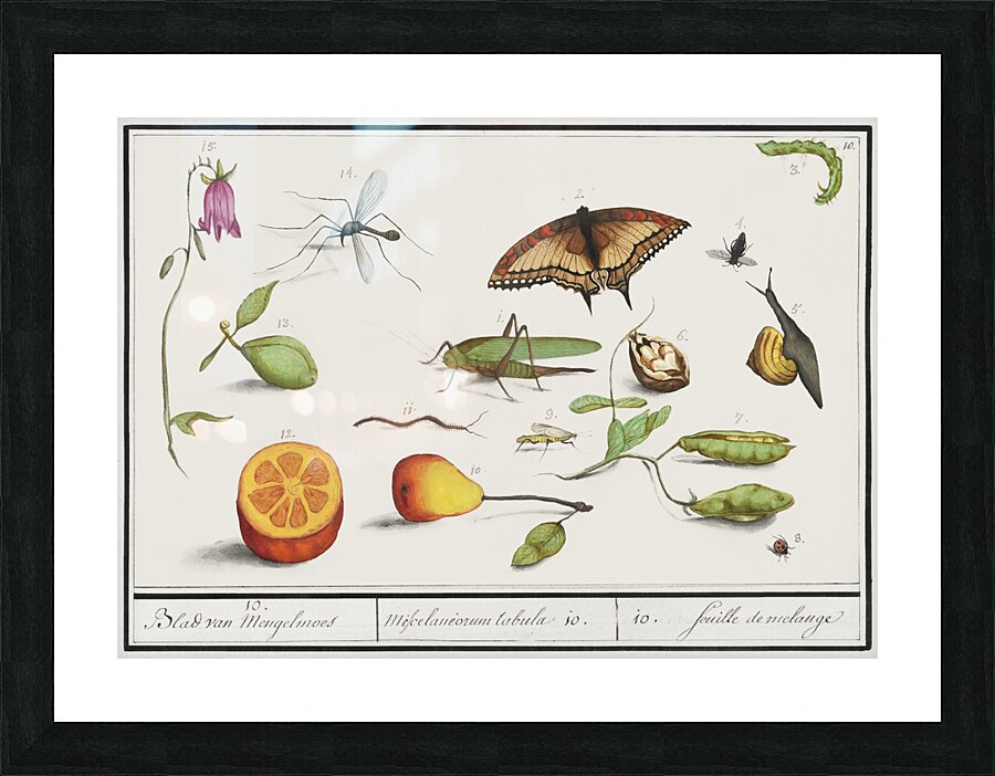 Grey parrot in vintage style Picture Frame print