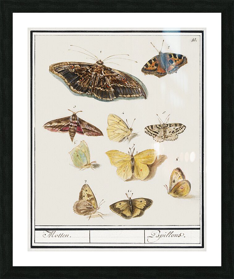 Butterflies and moths set Picture Frame print