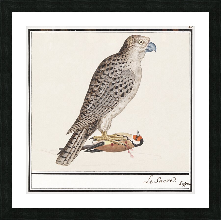 Gyrfalcon in vintage style Picture Frame print