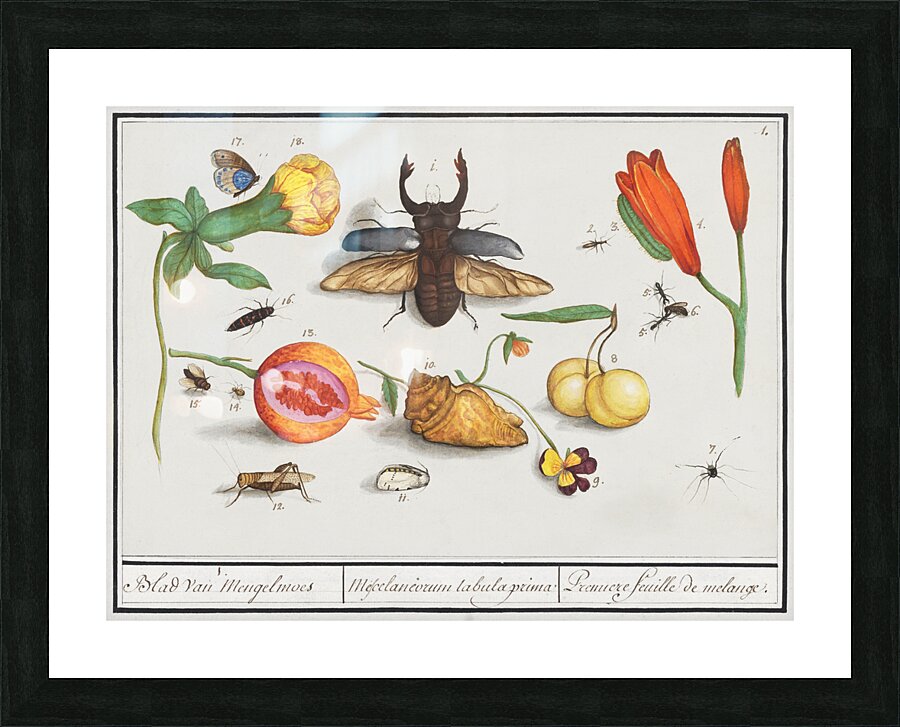 Nature ensemble in vintage style Picture Frame print