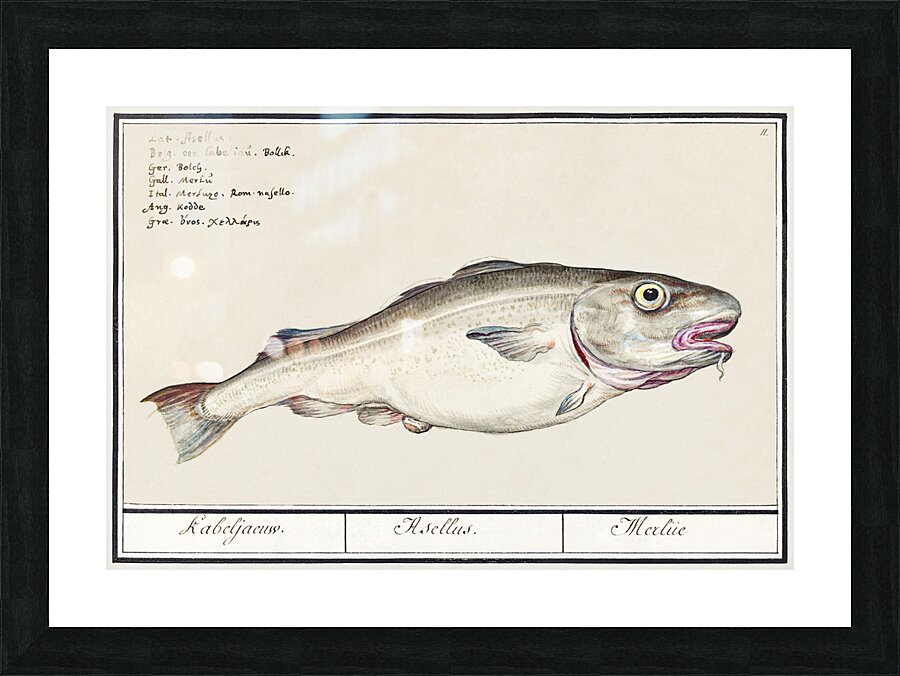 Cod in vintage style Picture Frame print