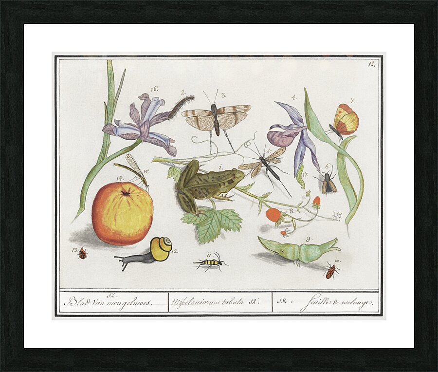 Nature ensemble in vintage style Picture Frame print