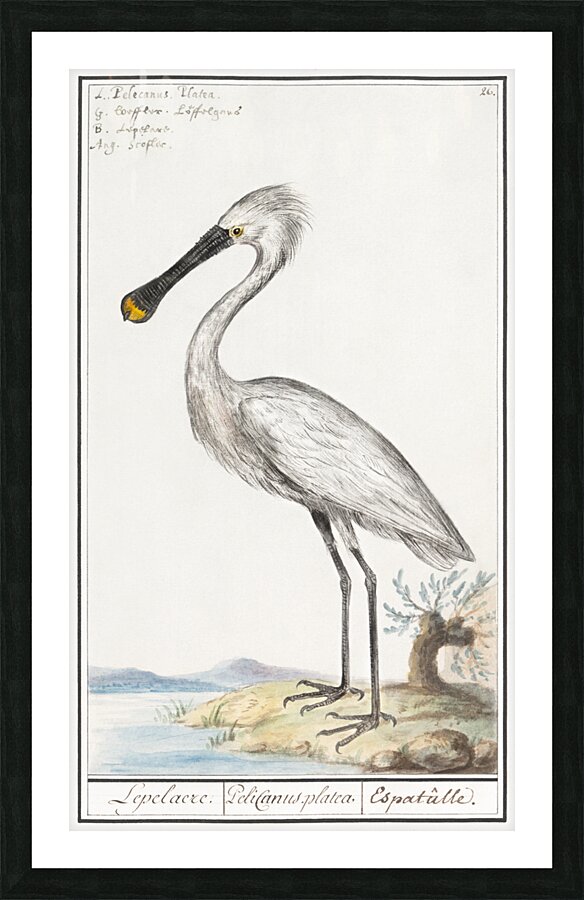 Spoonbill in vintage style Picture Frame print