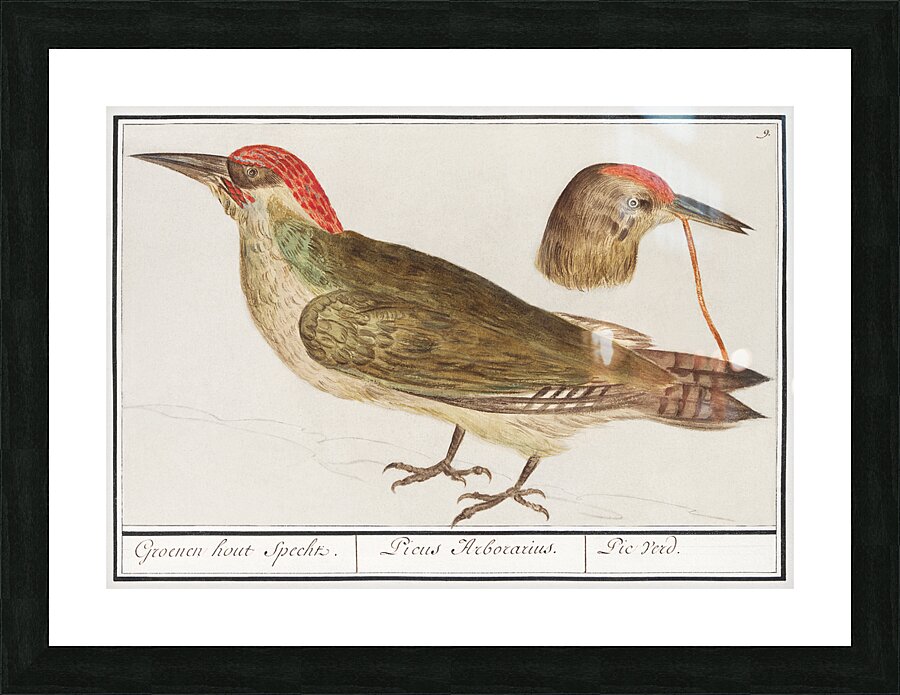 European green woodpecker in vintage style Picture Frame print