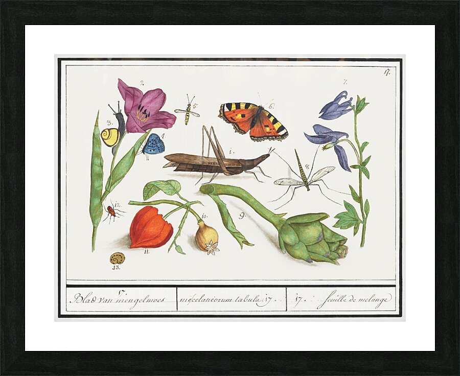 Nature ensemble in vintage style Picture Frame print