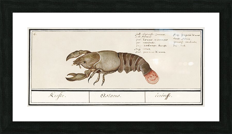 Lobster in vintage style Picture Frame print