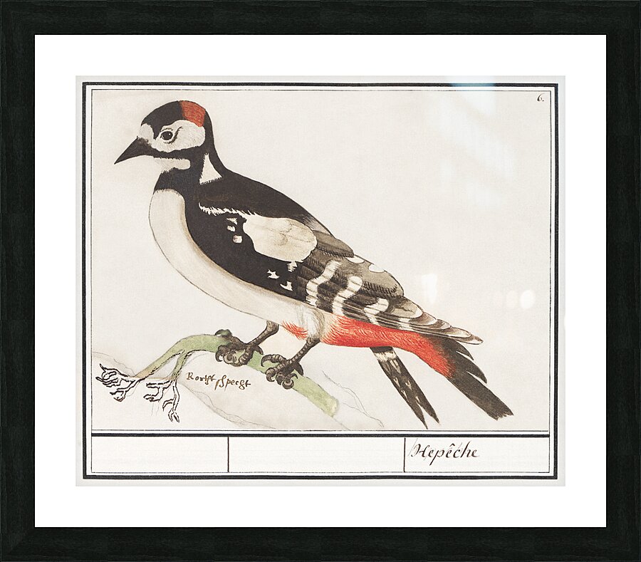 Great spotted woodpecker in vintage style Picture Frame print