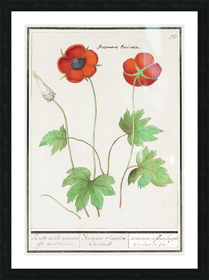 Indian runner duck in vintage style Picture Frame print