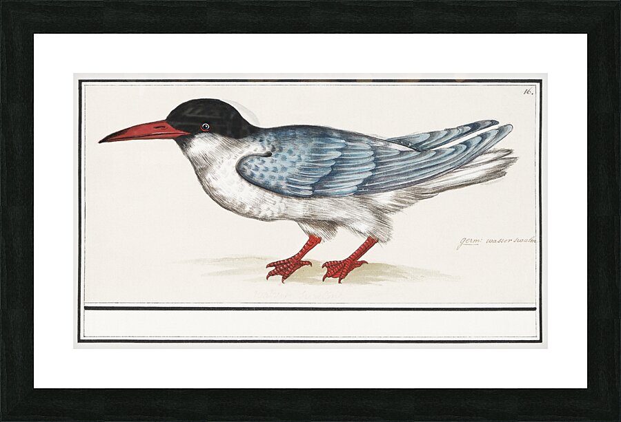 Tern in vintage style Picture Frame print
