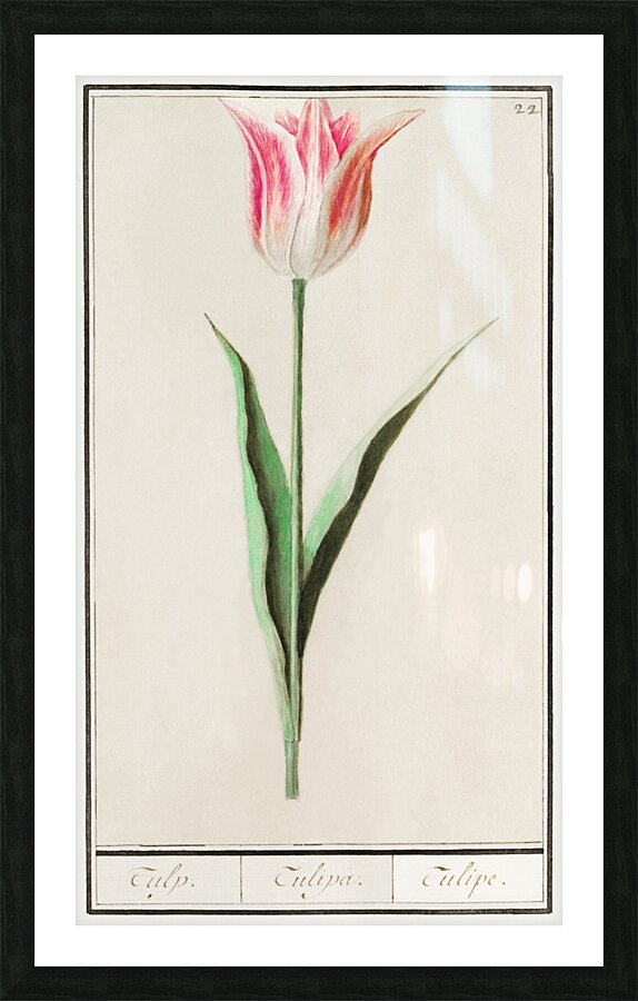 Tulip in vintage style Picture Frame print