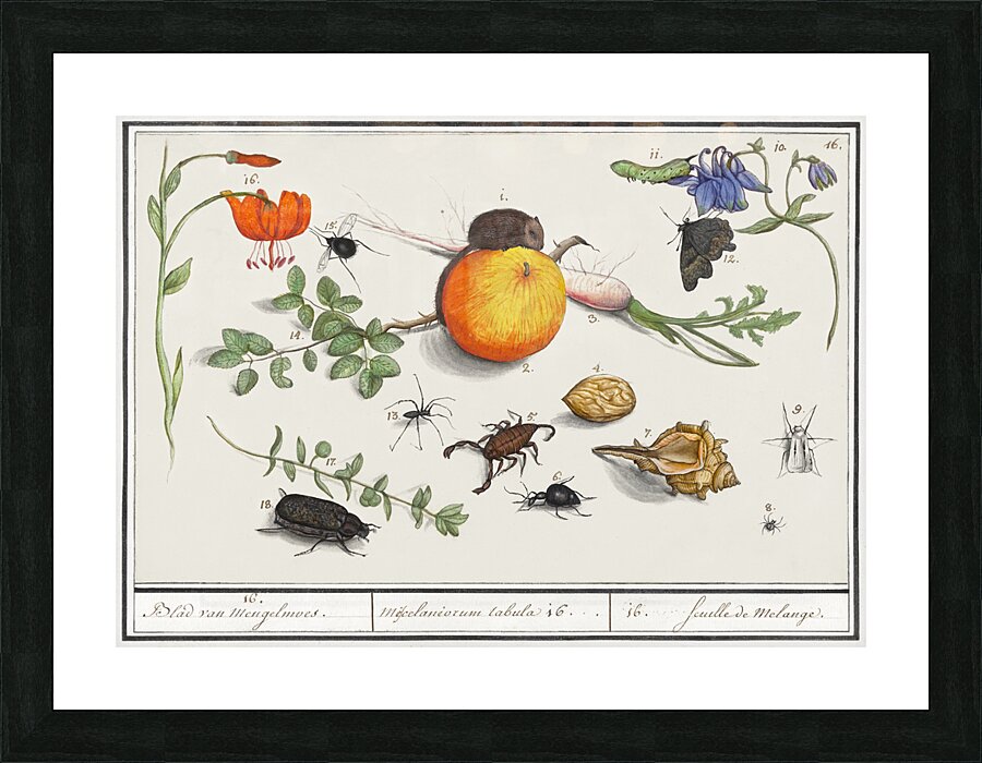 Nature ensemble in vintage style Picture Frame print