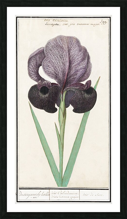 Mourning iris in vintage style Picture Frame print