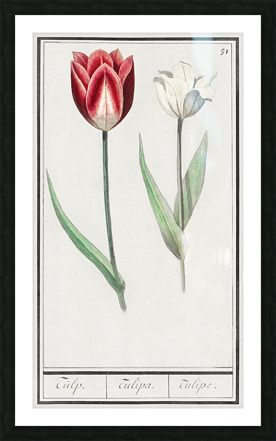 Tulip in vintage style Picture Frame print