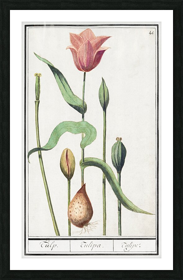 Tulip in vintage style Picture Frame print